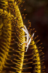 A picture of a crinoid squat lobster