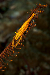 A picture of a Feather star shrimp