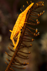 A picture of a Feather star shrimp