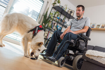 Faithful helper, skilled service dog retrieving dropped remote control to a man in wheelchair. Home...