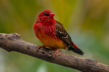 The red avadavat, red munia or strawberry finch, is a sparrow-sized bird of the family Estrildidae. It is found in the open fields and grasslands of tropical Asia and is popular as a cage bird