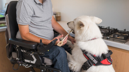 Everyday partnership and friendship between a man in the wheelchair and his service dog, cooking meal activities in the kitchen.