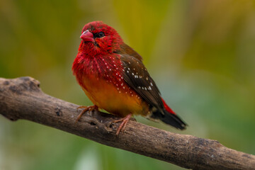 The red avadavat, red munia or strawberry finch, is a sparrow-sized bird of the family Estrildidae. It is found in the open fields and grasslands of tropical Asia and is popular as a cage bird