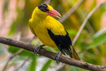 Obraz premium The black-naped oriole is medium-sized and overall golden with a strong pinkish bill and a broad black mask and nape