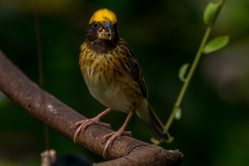 The streaked weaver (Ploceus manyar) is a species of weaver bird found in South Asia and South-east Asia