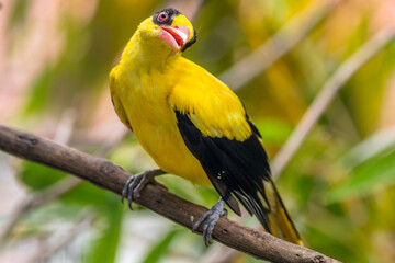 The black-naped oriole is medium-sized and overall golden with a strong pinkish bill and a broad black mask and nape
