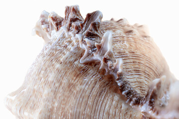 Macro shot of seashell looking like dragon tail