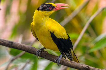 The black-naped oriole is medium-sized and overall golden with a strong pinkish bill and a broad black mask and nape