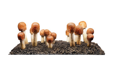 Agaricus subrufescens mushroom isolated on white background