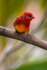 The red avadavat, red munia or strawberry finch, is a sparrow-sized bird of the family Estrildidae. It is found in the open fields and grasslands of tropical Asia and is popular as a cage bird