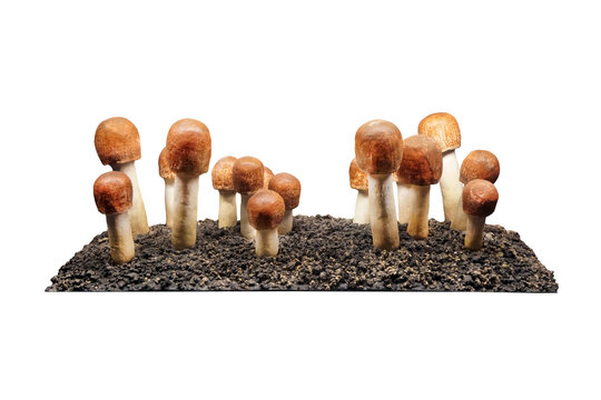 Agaricus subrufescens mushroom isolated on white background
