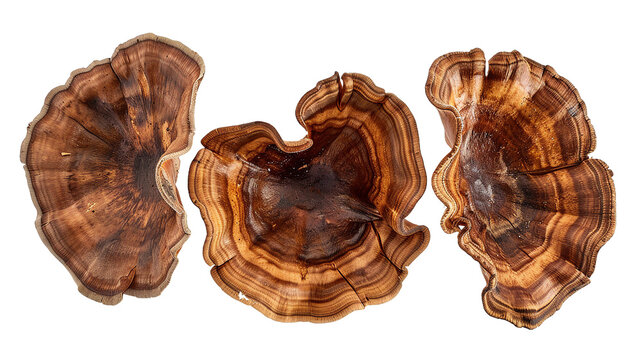 Vibrant Turkey Tail Mushroom, a Colorful Fungi Found in Autumn Forests, Perfect for Health and Wellness Concepts and Botanical Backgrounds