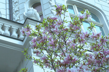 Blooming magnolia in combination with a white facade © Photo Image 555