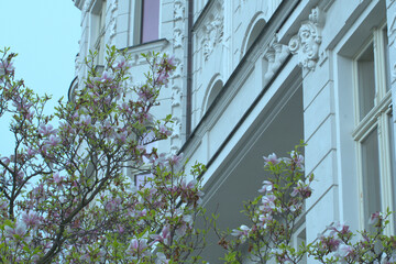 Blooming magnolia in combination with a white facade
