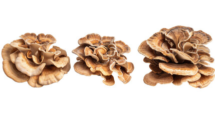 Maitake Mushroom: Organic Ingredient on Transparent Background for Gourmet Cuisine, Culinary Cooking, and Healthy Vegan Recipes.