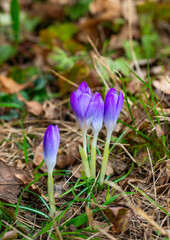 A group of spring-blooming purple garden crocuses in early spring in a garden, Ukraine