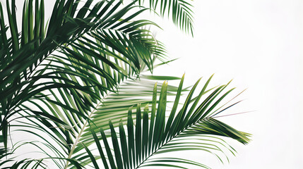 Fototapeta premium Palm leaves isolated on white background