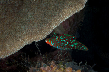 A picture of an orangestriped triggerfish