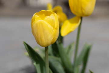 Żółty tulipan - obrazy, fototapety, plakaty