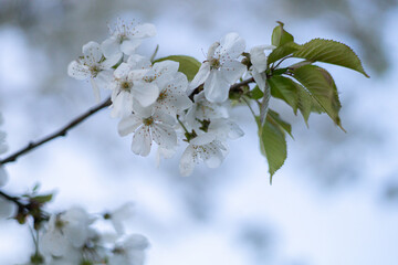 białe kwiaty kwitnące drzewa