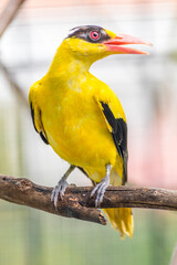 The black-naped oriole is medium-sized and overall golden with a strong pinkish bill and a broad black mask and nape