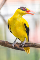 The black-naped oriole is medium-sized and overall golden with a strong pinkish bill and a broad black mask and nape