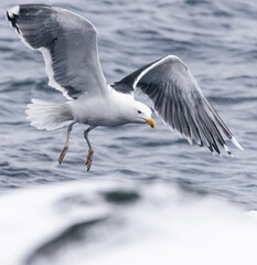 seagull in flight - 778400104
