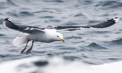 seagull in flight