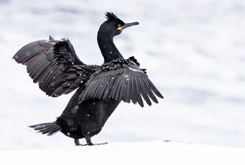 European Shag bird in flight