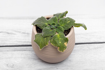 Violet in a pot. Diseases of domestic violets