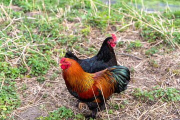 Hühner mit mit buntem Gefieder