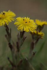 Colts foot flower in Spring