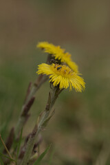 Colts foot flower in Spring
