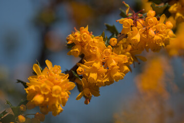 Berberis bush in flower