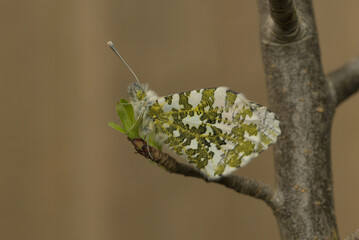 Orange tip butterfly newly emerged