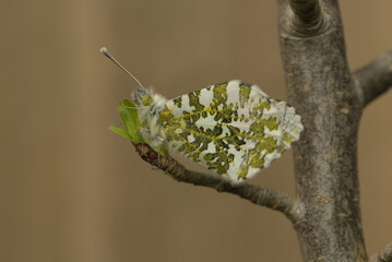 Newly emerged orange tip butterfly