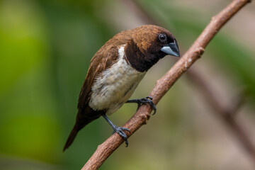 The Javan munia (Lonchura leucogastroides) is a species of estrildid finch native to southern Sumatra, Java, Bali and Lombok islands in Indonesia.