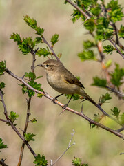 Common chiffchaff