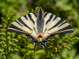 Scarce swallowtail