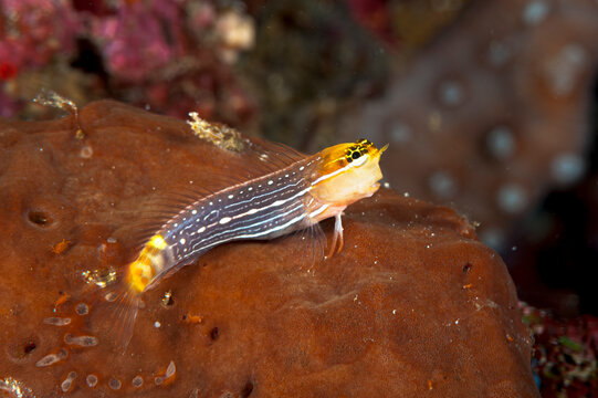 A white lined combtooth blenny