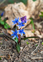 Scilla bifolia - the alpine squillor two-leaf squill, is a herbaceous perennial plant growing from an underground bulb, Ukraine