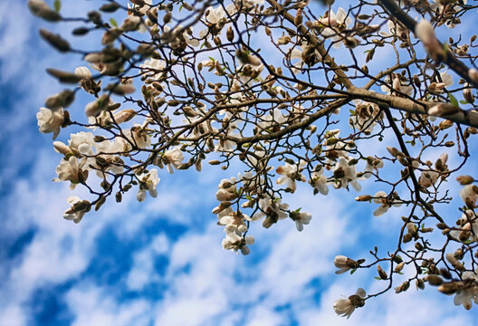 White blooming magnolia flowers against blue sky