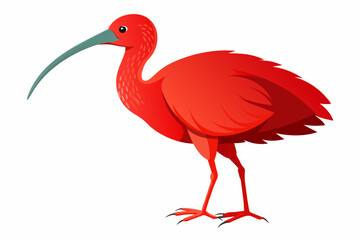 Red-naped ibis vector design.