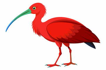 Red-naped ibis vector design.