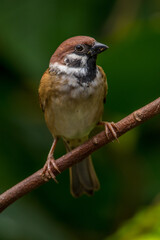 The Eurasian tree sparrow (Passer montanus) is a passerine bird in the sparrow family with a rich chestnut crown and nape and a black patch on each pure white cheek