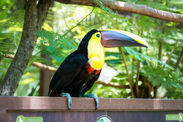 Costa Rica Toucan