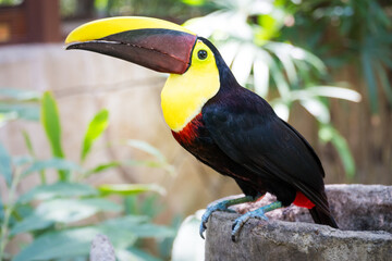 Costa Rica Toucan