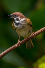 Obraz premium The Eurasian tree sparrow (Passer montanus) is a passerine bird in the sparrow family with a rich chestnut crown and nape and a black patch on each pure white cheek