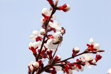 A bee pollinates flowering apricot branch. Beekeeping and fruit growing problems. Close-up, copy...