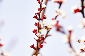 A bee pollinates flowering apricots on a plantation. Beekeeping and fruit growing problems....